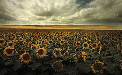 Deutschland, Blick auf ein Sonnenblumenfeld bei Dresden - CEF000002