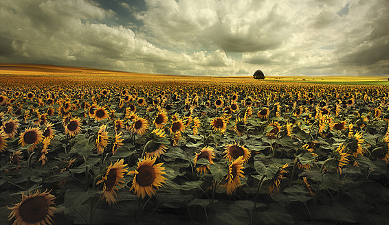 Deutschland, Blick auf ein Sonnenblumenfeld bei Dresden - CEF000003