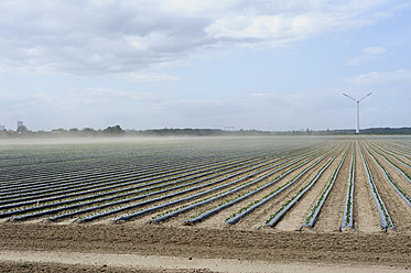 Germany, Mecklenburg-Western Pomerania, View of strawberry field, windpower in background - MJF000042