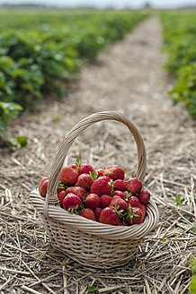 Deutschland, Sachsen, Korb mit Erdbeeren im Feld, Nahaufnahme - MJF000044