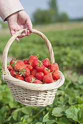 Deutschland, Sachsen, Mittlere erwachsene Frau hält Strohkorb mit Erdbeeren, Nahaufnahme - MJF000051