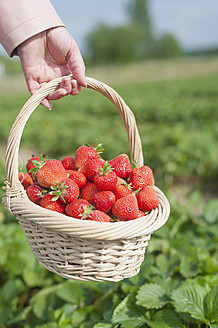 Deutschland, Sachsen, Mittlere erwachsene Frau hält Strohkorb mit Erdbeeren, Nahaufnahme - MJF000051