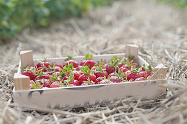 Deutschland, Sachsen, Holzkiste mit Erdbeeren im Feld, Nahaufnahme - MJF000052