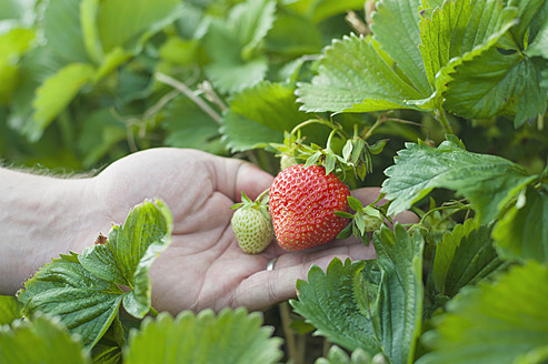 Deutschland, Sachsen, Älterer Mann mit Erdbeeren, Nahaufnahme - MJF000053