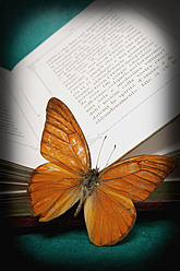 Bibel mit totem Schmetterling auf grünem Hintergrund - AWDF000658