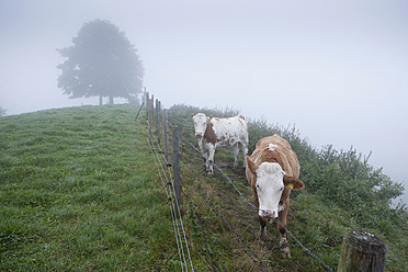 Deutschland, Bayern, Kühe auf der Wiese stehend - FLF000108