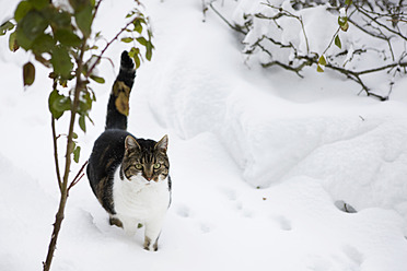 Deutschland, Niedliche Katze läuft durch Schnee - FLF000095