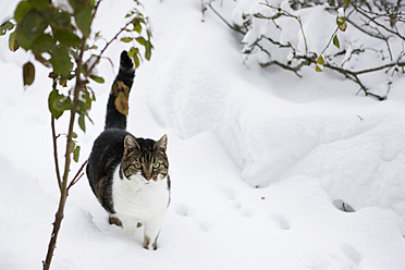 Germany, Cute cat walking through snow - FLF000095