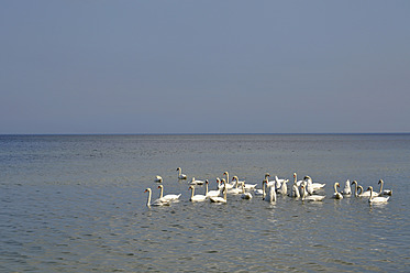 Germany, Swans floating on water at Ruegen - AXF000125