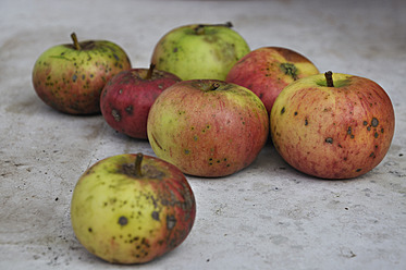 Germany, Bavaria, Close up of rotten apples - AXF000129