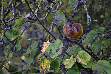 Deutschland, Bayern, Fauler Apfel im Baum - AXF000142