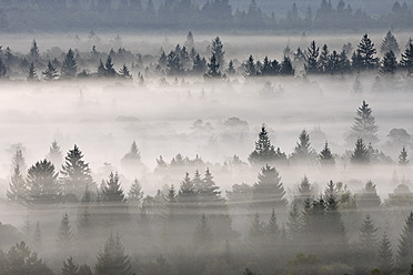 German, Bavaria, Munich, Morning mist in forest at Isar valley - RUEF000865