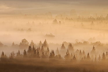German, Bavaria, Munich, Morning mist in forest at Isar valley - RUEF000866