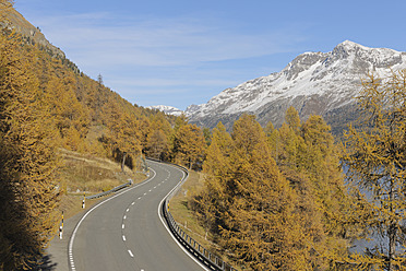 Schweiz, Straße am Silsersee mit Bäumen in orangefarbenem Herbst und Bergen - RUEF000884