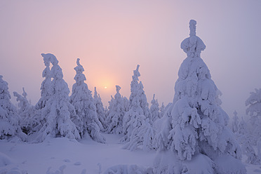 Deutschland, Sachsen, Blick auf schneebedeckte Bäume bei Sonnenuntergang - RUEF000894