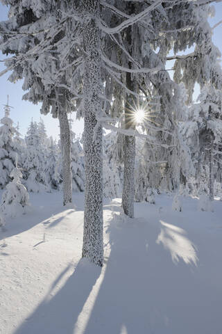 Deutschland, Sachsen, Blick auf schneebedeckte Bäume im Wald mit Sonnenstrahl, lizenzfreies Stockfoto
