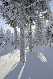 Deutschland, Sachsen, Blick auf schneebedeckte Bäume im Wald mit Sonnenstrahl - RUEF000896