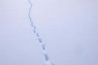 Switzerland, View of animal footprints in snow - RUEF000897