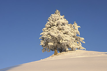 Switzerland, Lucerne, View of snow covered trees on top of hill - RUEF000898