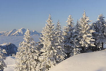 Switzerland, Lucerne, View of snow covered trees, Mount Pilatus in background at Canton Schwyz - RUEF000899