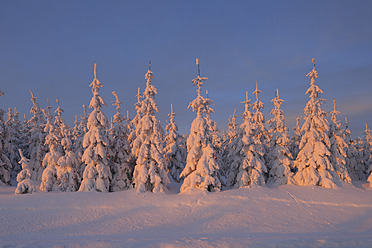 Deutschland, Sachsen, Blick auf schneebedeckte Bäume in verschneiter Landschaft bei Sonnenaufgang - RUEF000902