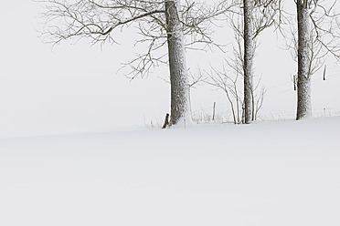 Deutschland, Hessen, Blick auf schneebedeckte Bäume in der Rhön - RUEF000905