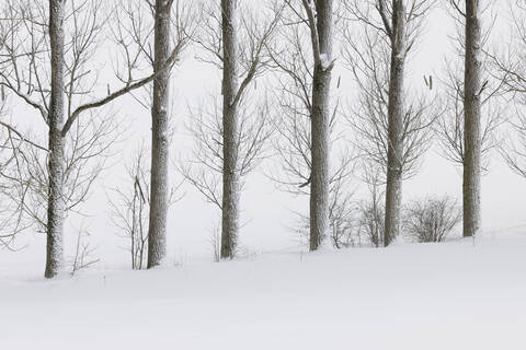 Deutschland, Hessen, Blick auf schneebedeckte Bäume in der Rhön, lizenzfreies Stockfoto