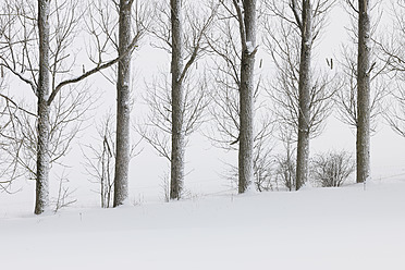 Deutschland, Hessen, Blick auf schneebedeckte Bäume in der Rhön - RUEF000906