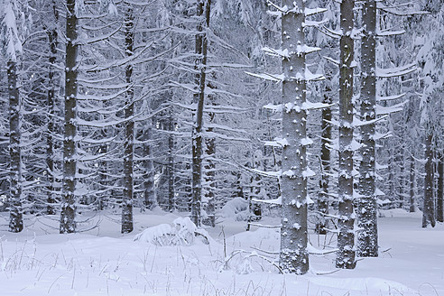 Deutschland, Hessen, Blick auf schneebedeckte Baumstämme in verschneiter Landschaft in der Rhön - RUEF000908