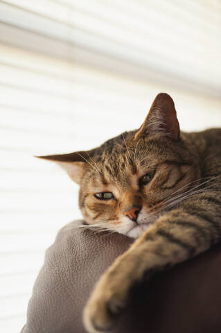 Katze entspannt auf Couch, Nahaufnahme, lizenzfreies Stockfoto