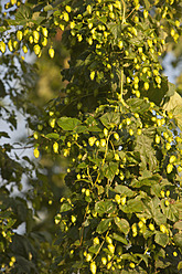 Germany, Close up of ripe hop - FLF000104