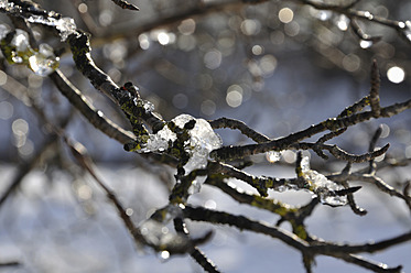 Germany, Bavaria, View of branches covered with ice - AXF000155