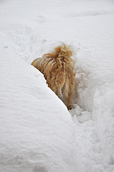 Austria, Dog standing in snow - AXF000156