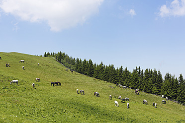 Österreich, Steiermark, Lipizzanerpferde auf der Sommerweide auf der Stubalpe - SIEF002756