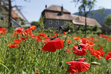 Austria, Styria, View of red poppy - SIEF002752