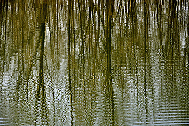 Germany, Bavaria, Lake with reflection of trees - AXF000184