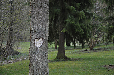 Deutschland, Baden-Württemberg, Herzform auf Baum geschnitzt - AXF000189