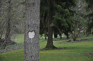 Germany, Baden-Wuerttemberg, Heart shaped carved on tree - AXF000189
