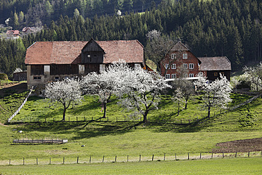 Österreich, Kärnten, Blick auf St.Peter und blühende Obstbäume im Lavanttal - SIEF002801
