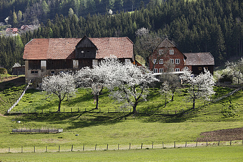 Österreich, Kärnten, Blick auf St.Peter und blühende Obstbäume im Lavanttal - SIEF002801