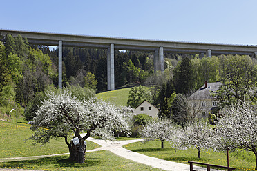 Österreich, Kärnten, Blick auf Autobahnbrücke und blühenden Obstbaum bei Wolfsberg - SIEF002800