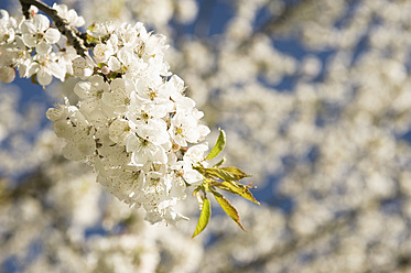 Germany, Bavaria, View of blooming apple tree - RNF000960