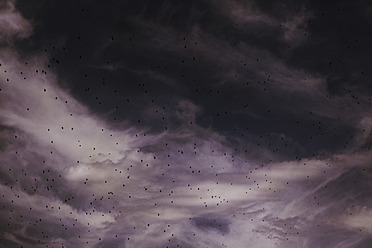 Germany, Dark clouds with flocks of birds - TLF000660