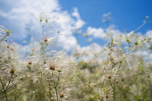 USA, Texas, Clematis-Pflanzen - ABAF000125