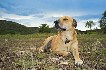 USA, Texas, Hund sitzt auf Gras - ABAF000135
