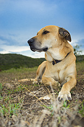 USA, Texas, Hund sitzt auf Gras - ABAF000134