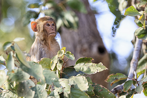 Indien, Uttarakhand, Rhesusaffen im Jim-Corbett-Nationalpark - FOF004017