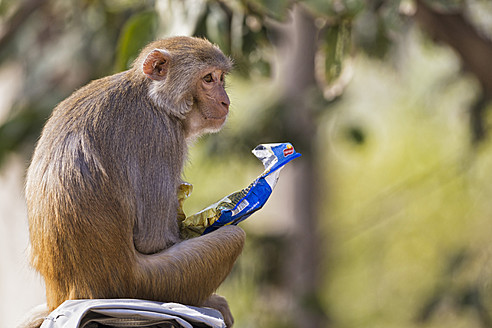 Indien, Uttarakhand, Rhesusaffen im Jim-Corbett-Nationalpark - FOF004046