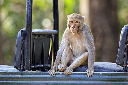 Indien, Uttarakhand, Rhesusaffen im Jeep sitzend im Jim Corbett National Park - FOF004025