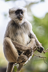 Indien, Uttarakhand, Languren im Jim-Corbett-Nationalpark - FOF004026